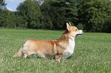 CORGI PEMBROKE 374